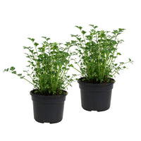 2x Flat-leaf parsley Petroselium 'Gigant d'Italia' - Organic