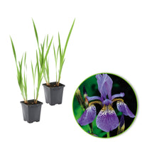 Siberian blue iris sibirica blue-purple - Marsh plant, waterside plant
