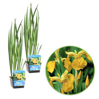 Yellow iris pseudacorus yellow - Marsh plant, waterside plant