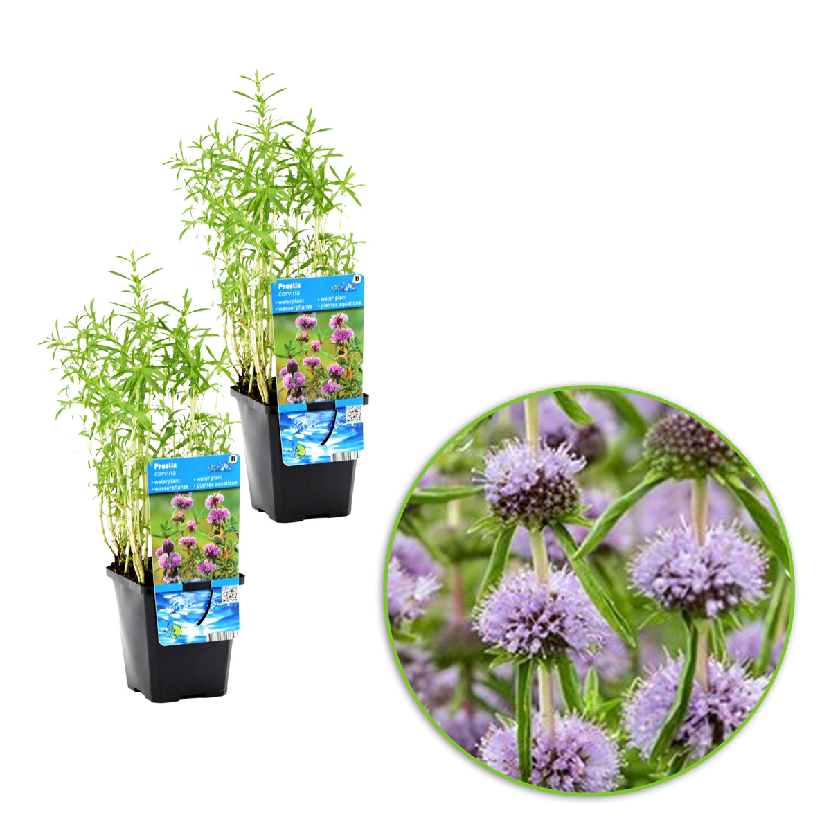 English water mint Mentha cervina purple - Marsh plant, waterside plant