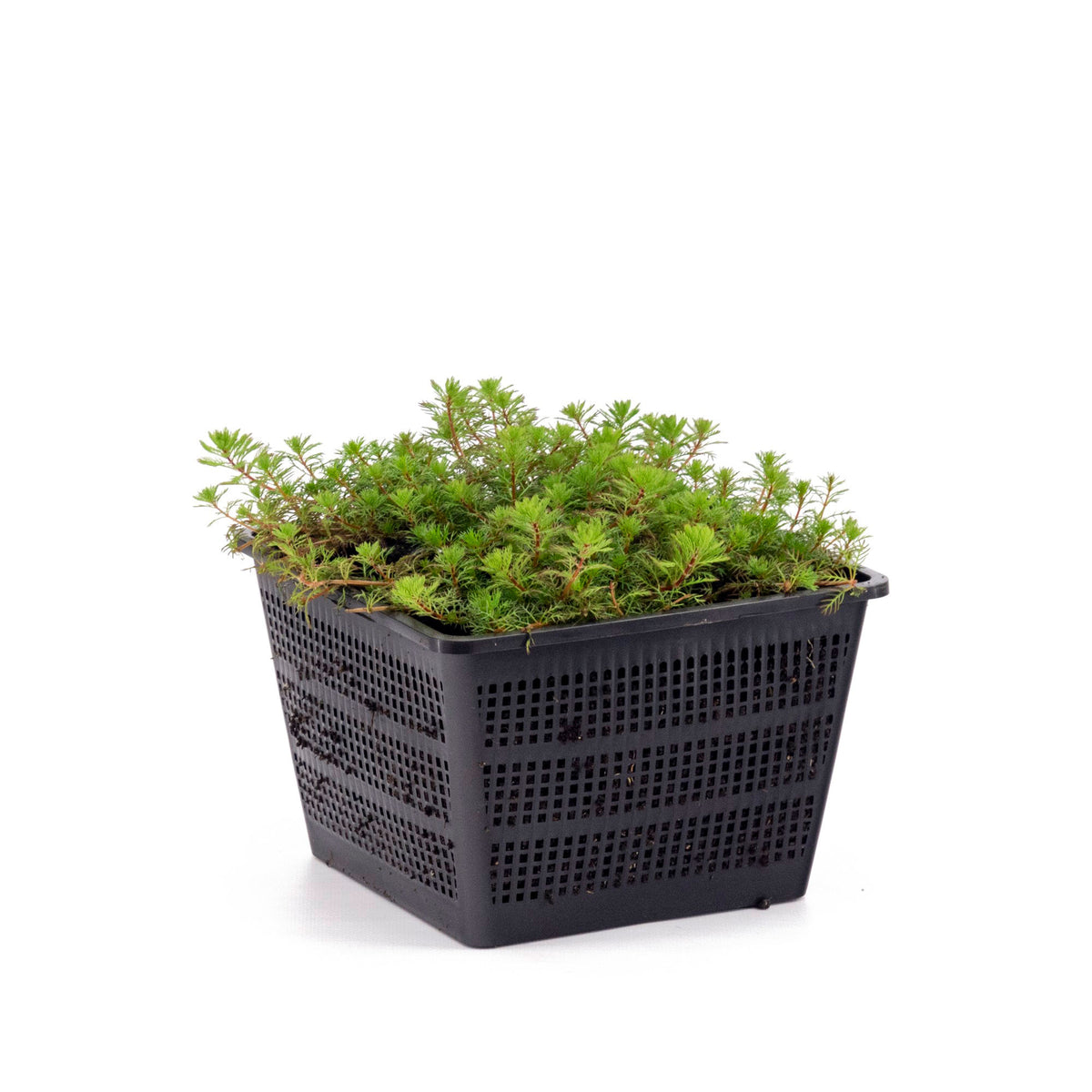 Parrot's feather Myriophyllum 'Red Stem' - Oxygenating plant