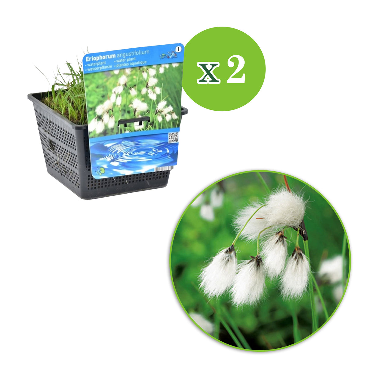 Common cottongrass  Eriophorum angustifolium white - Marsh plant