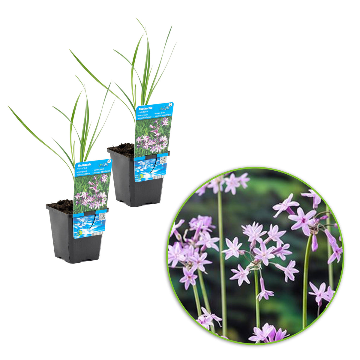 Society garlic Thulbachia violance purple - Marsh plant, waterside plant