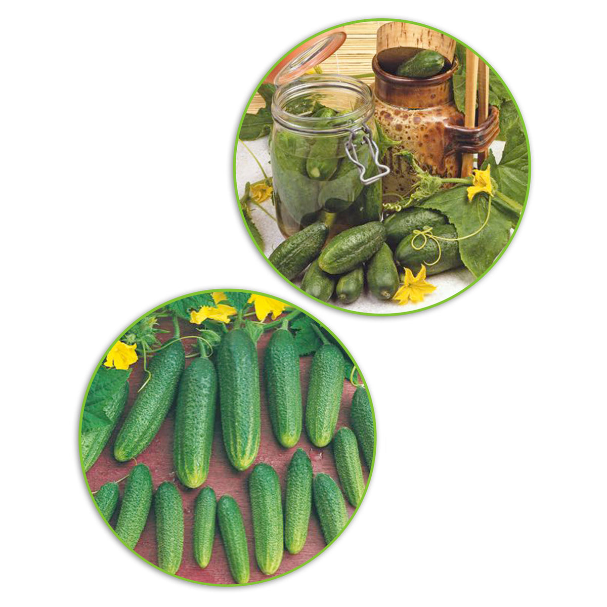 Cucumber package Cucumis 'Prime pickles' 11.5 m² - Vegetable seeds