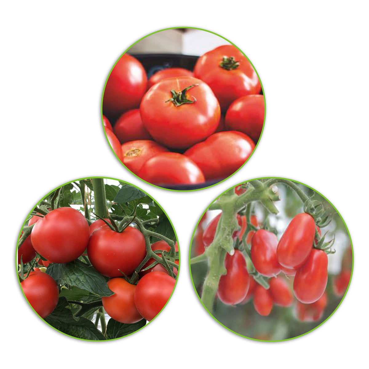Tomato package Solanum 'Full fruits' 30 m² - Vegetable seeds