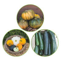 Courgette package Cucurbita 'Green glee' 17 m² - Vegetable seeds