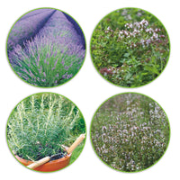Herb package 'Hard-hitting herbs' - Organic 44 m² - Herb seeds
