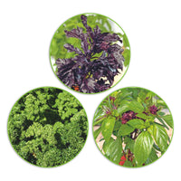 Herb package 'Flavoursome flavourings' 22.5 m² - Herb seeds