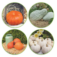Squash package 'Vast variety' 21 m² - Vegetable seeds