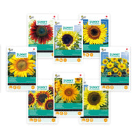 Sunflowers package Helianthus 'Golden glow' 31 m² - Flower seeds