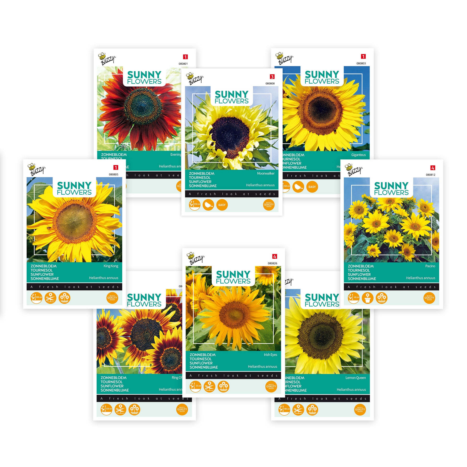 golden glow flower seeds Buy flower seed now Sunflowers package Helianthus 'Golden glow' 31 m² - Flower seeds