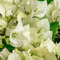 Bougainvillea hybride 'Vera Deep Purple' white