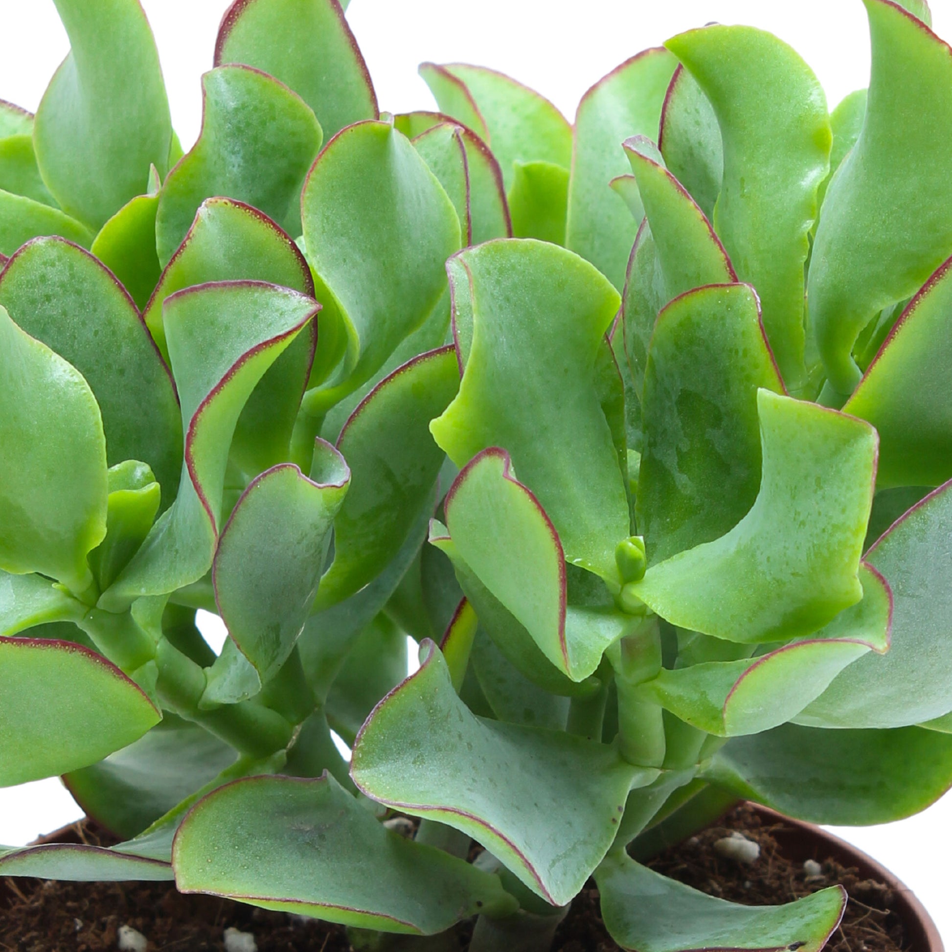 curly jade succulent Buy house plants now Jade Plant Crassula 'Curly Green'