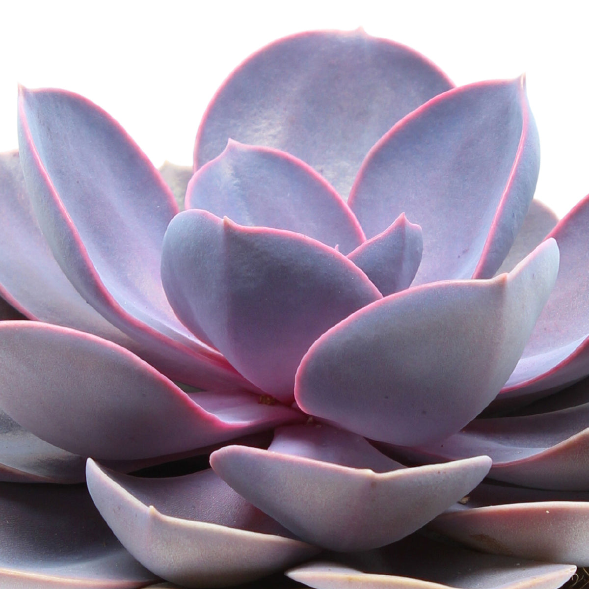 Echeveria 'Purple Pearl' purple