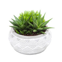 3x Succulent - Mix 'Marrakesh' in 1x decorative ceramic pot