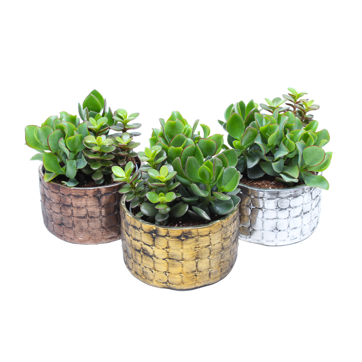 3x 0 - Mix 'Nairobi' with decorative ceramic pots