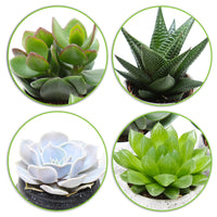 succulents in vancouver Buy house plants now 4x Succulent - Mix 'Vancouver' with decorative ceramic pots