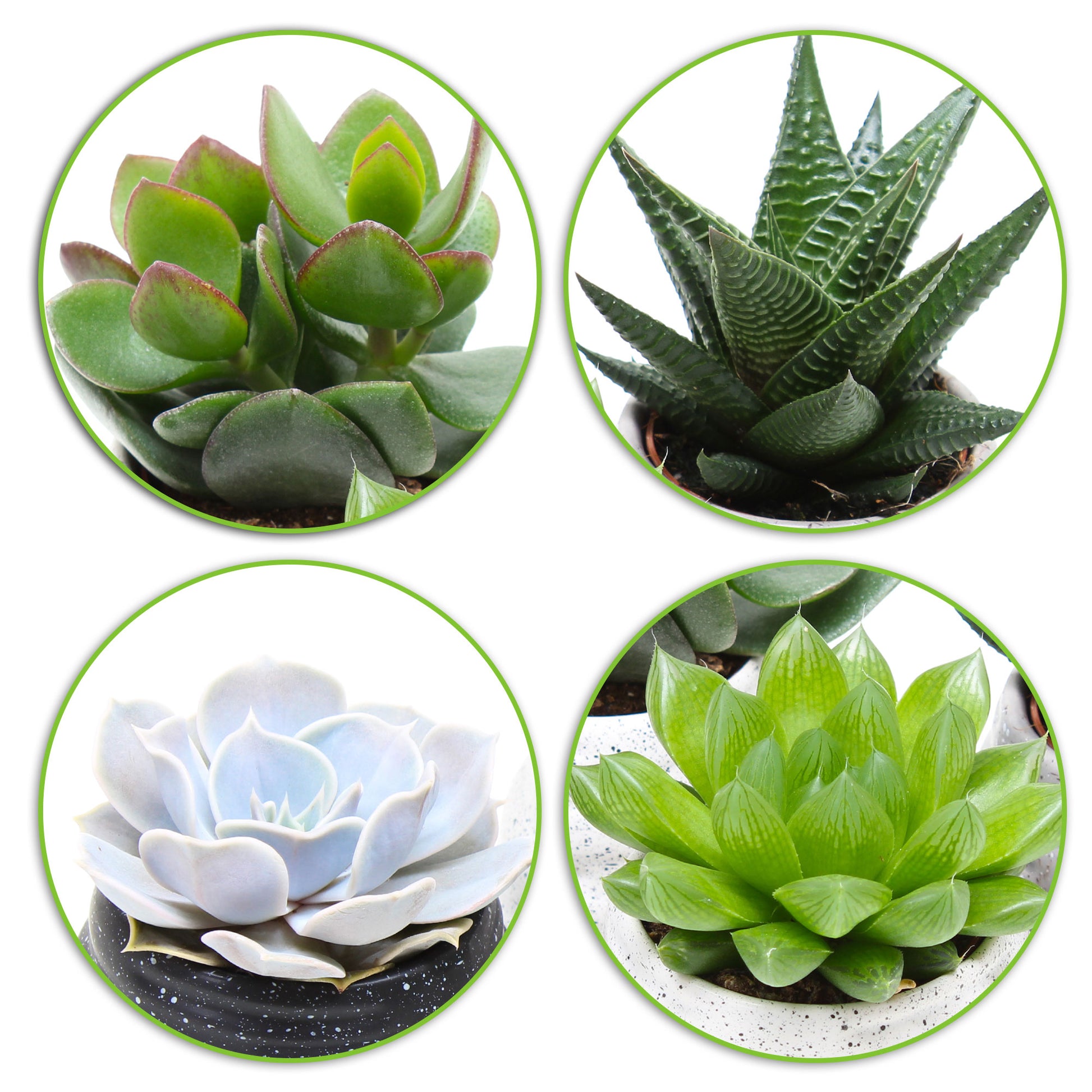 succulent plants vancouver 4x Succulent
