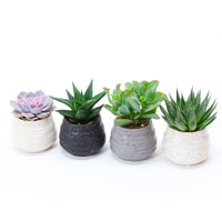 4x Succulent - Mix 'Vancouver' with decorative ceramic pots