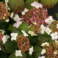 Hydrangea serrata White-Pink - Hardy plant