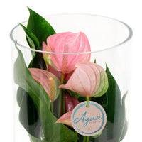 Flamingo plant Anthurium 'Joli Pink' Pink incl. decorative glass pot