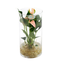 Flamingo plant Anthurium 'Joli Peach' Salmon Pink incl. decorative glass pot - Hydrophonics