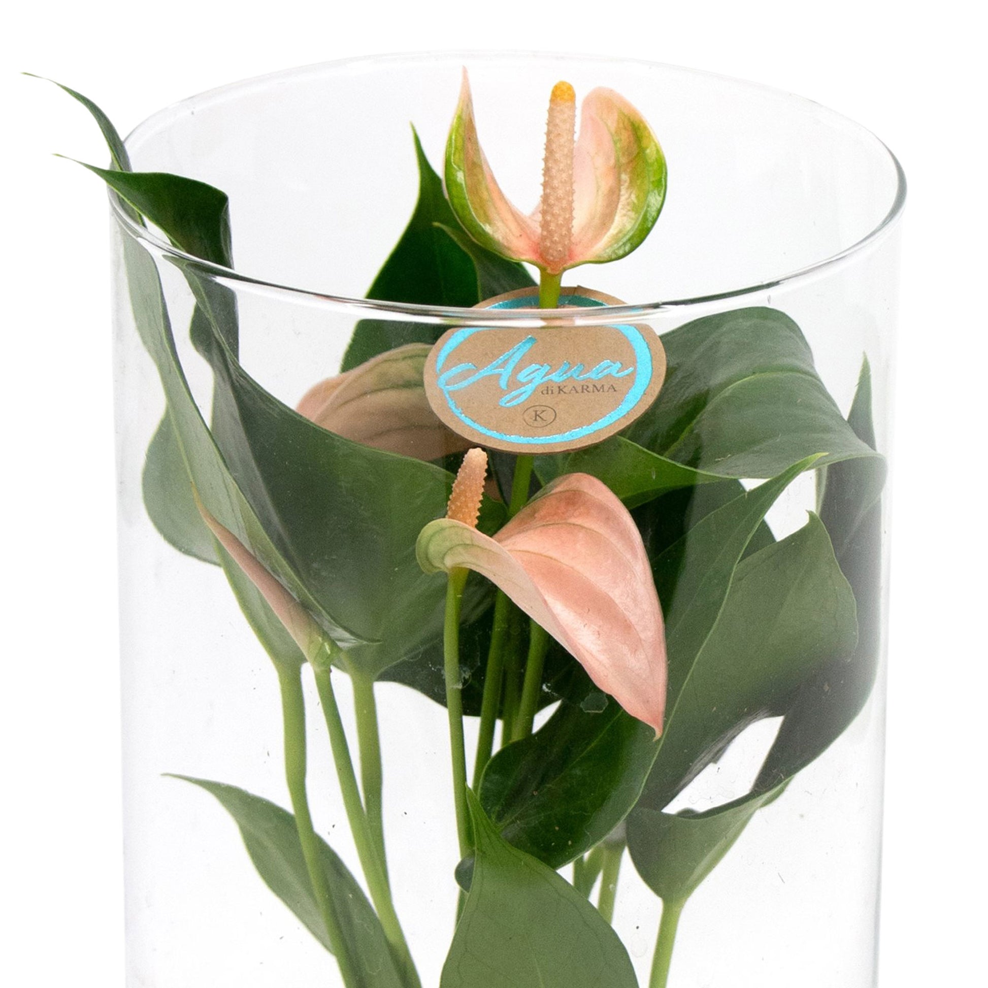 anthurium joli Buy house plants now Flamingo plant Anthurium 'Joli Peach' Salmon Pink incl. decorative glass pot - Hydrophonics