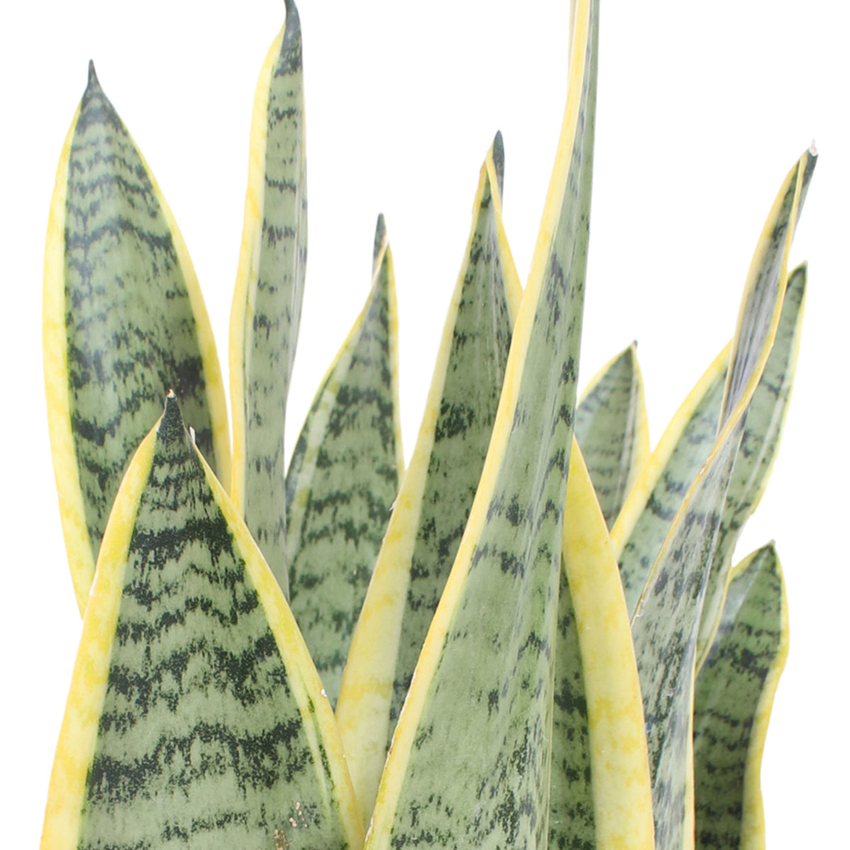 Snake plant Sansevieria 'Laurentii'