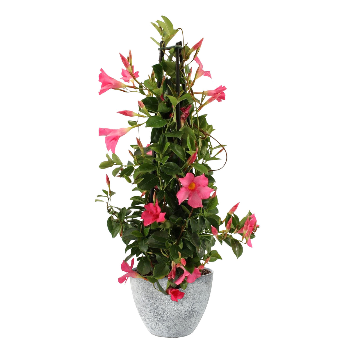 Chilean jasmine Mandevilla piramide pink including decorative grey pot