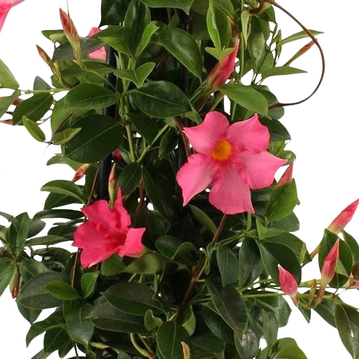 Chilean jasmine Mandevilla piramide pink including decorative grey pot