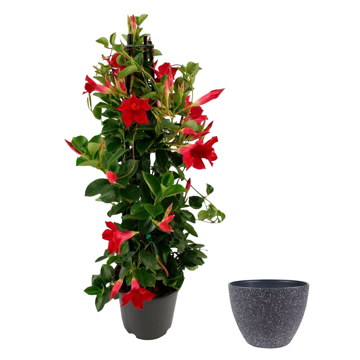 Chilean jasmine Mandevilla piramide red including decorative TS black pot