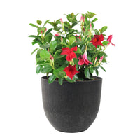Chilean jasmine Mandevilla 'Vogue Audry' red including decorative black pot