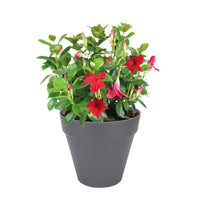 Chilean jasmine Mandevilla 'Vogue Audry' red including decorative anthracite pot