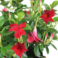 Chilean jasmine Mandevilla 'Vogue Audry' red including decorative anthracite pot