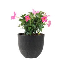 Chilean jasmine Mandevilla 'Rio' pink including decorative black pot