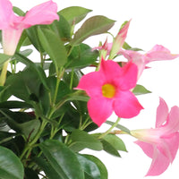 Chilean jasmine Mandevilla 'Rio' pink including decorative black pot