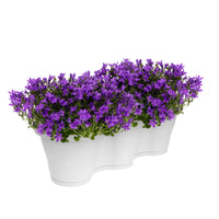 3x Bellflower Campanula 'Ambella Intense Purple' purple incl. balcony planter white