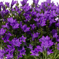 3x Bellflower Campanula 'Ambella Intense Purple' purple incl. balcony planter anthracite