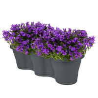 3x Bellflower Campanula 'Ambella Intense Purple' purple incl. balcony planter anthracite