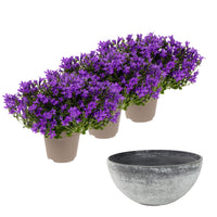 3x Bellflower Campanula 'Ambella Intense Purple' purple including dish grey