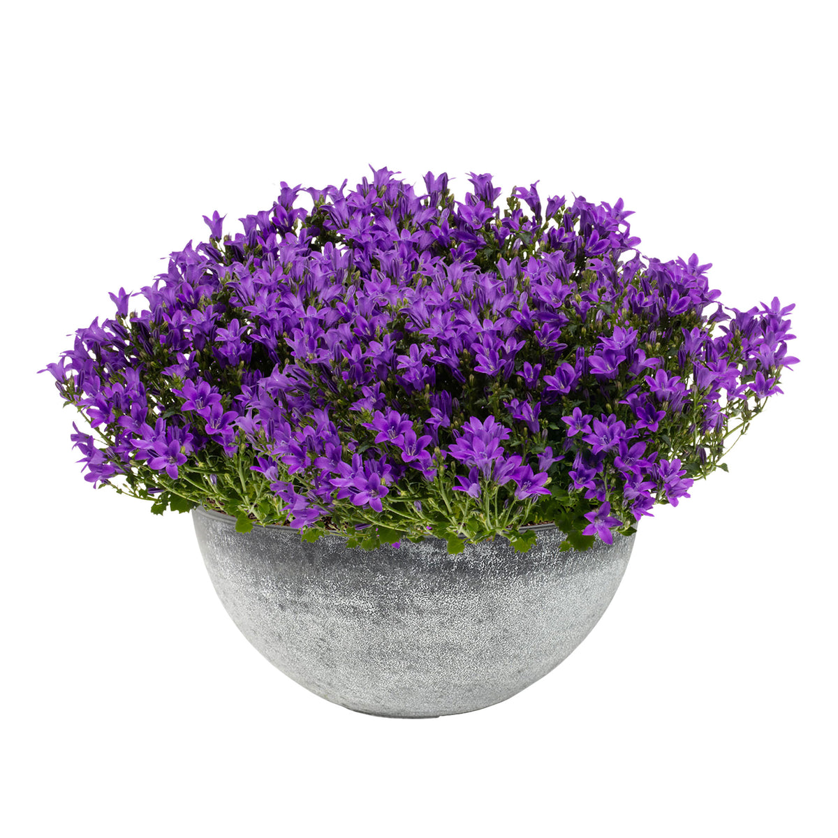 3x Bellflower Campanula 'Ambella Intense Purple' purple including dish grey
