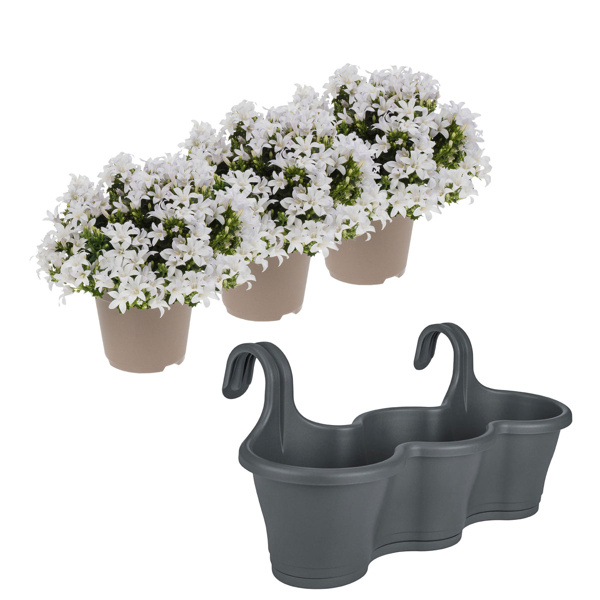 3x Bellflower Campanula 'White' white incl. balcony planter anthracite