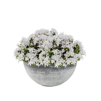 3x Bellflower Campanula 'White' white including dish grey