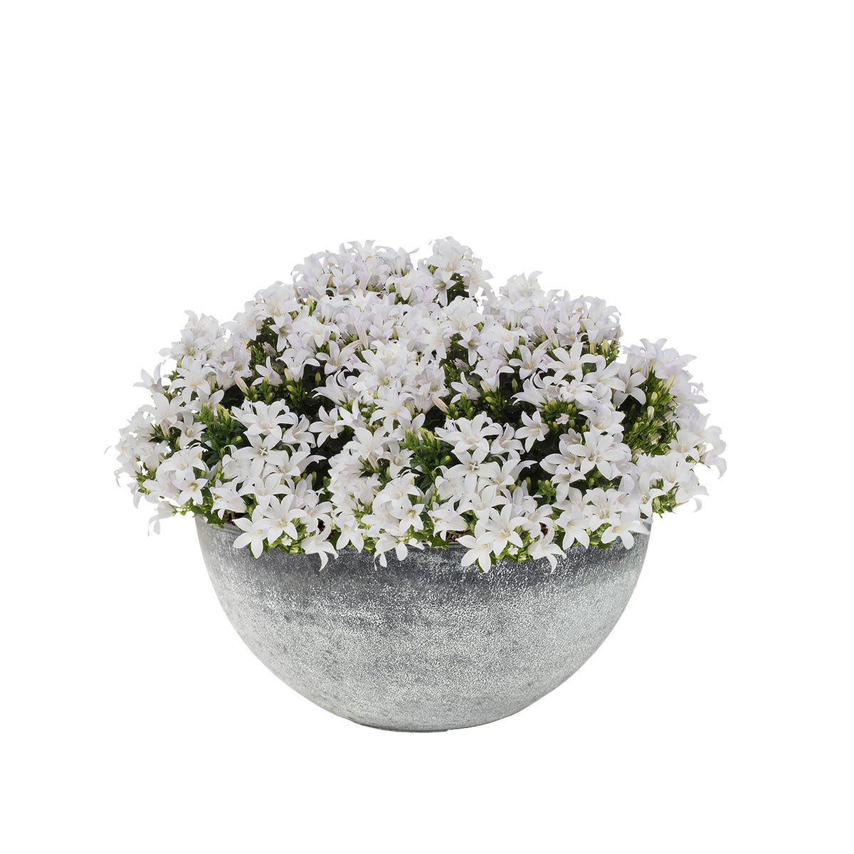 3x Bellflower Campanula 'White' white including dish grey