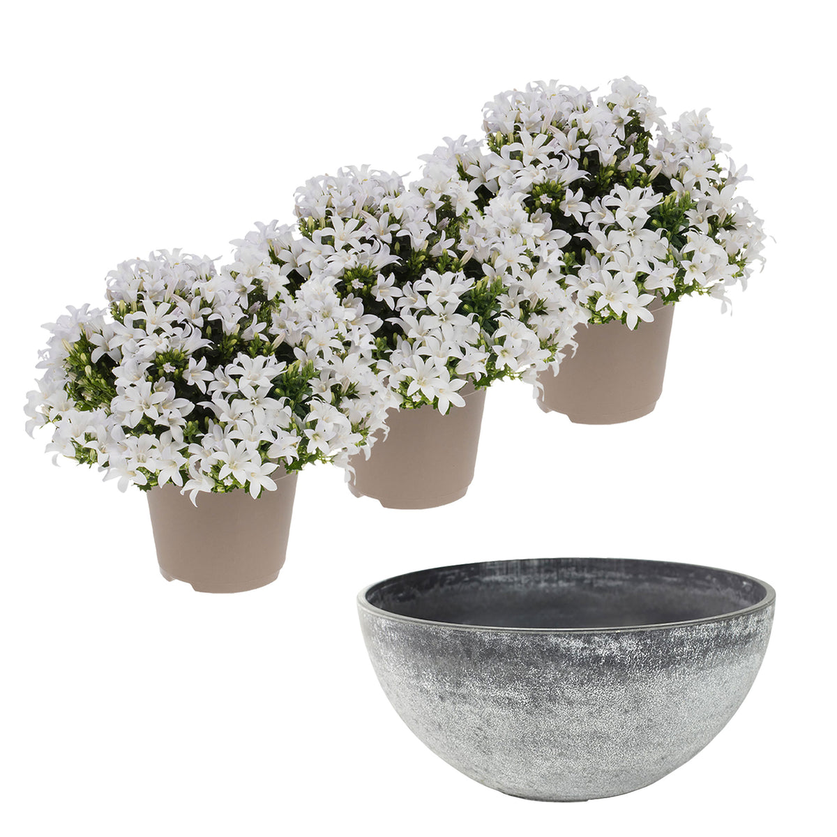 3x Bellflower Campanula 'White' white including dish grey
