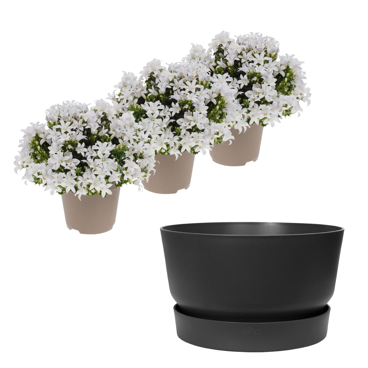 3x Bellflower Campanula 'White' white including dish black