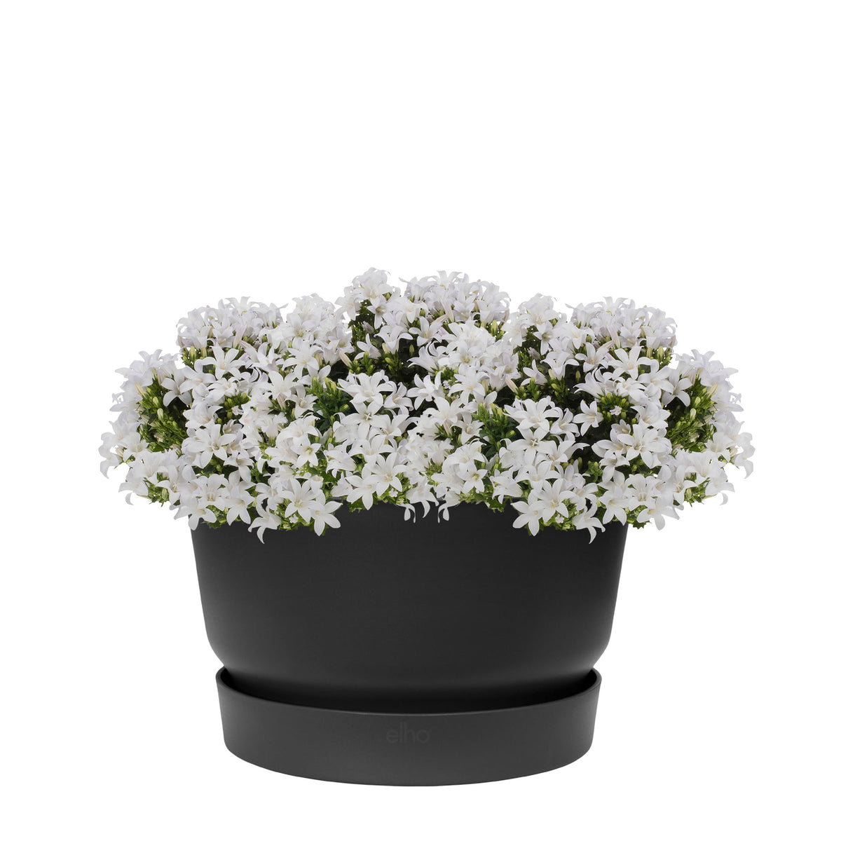 3x Bellflower Campanula 'White' white including dish black