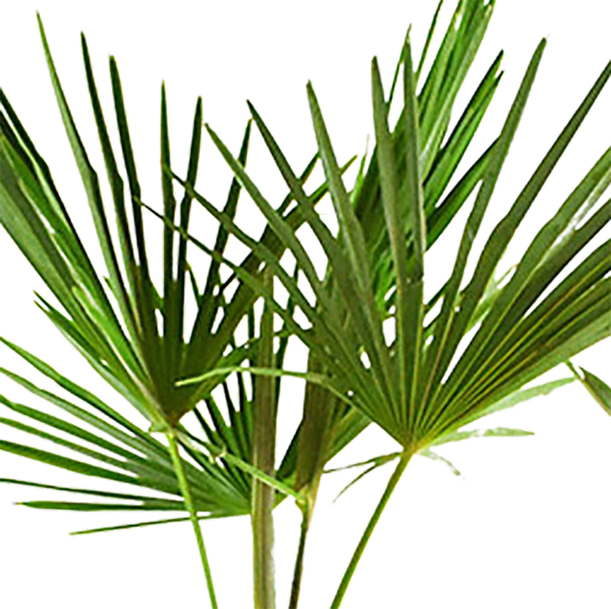 Chinese Windmill Palm Trachycarpus fortunei including decorative black pot