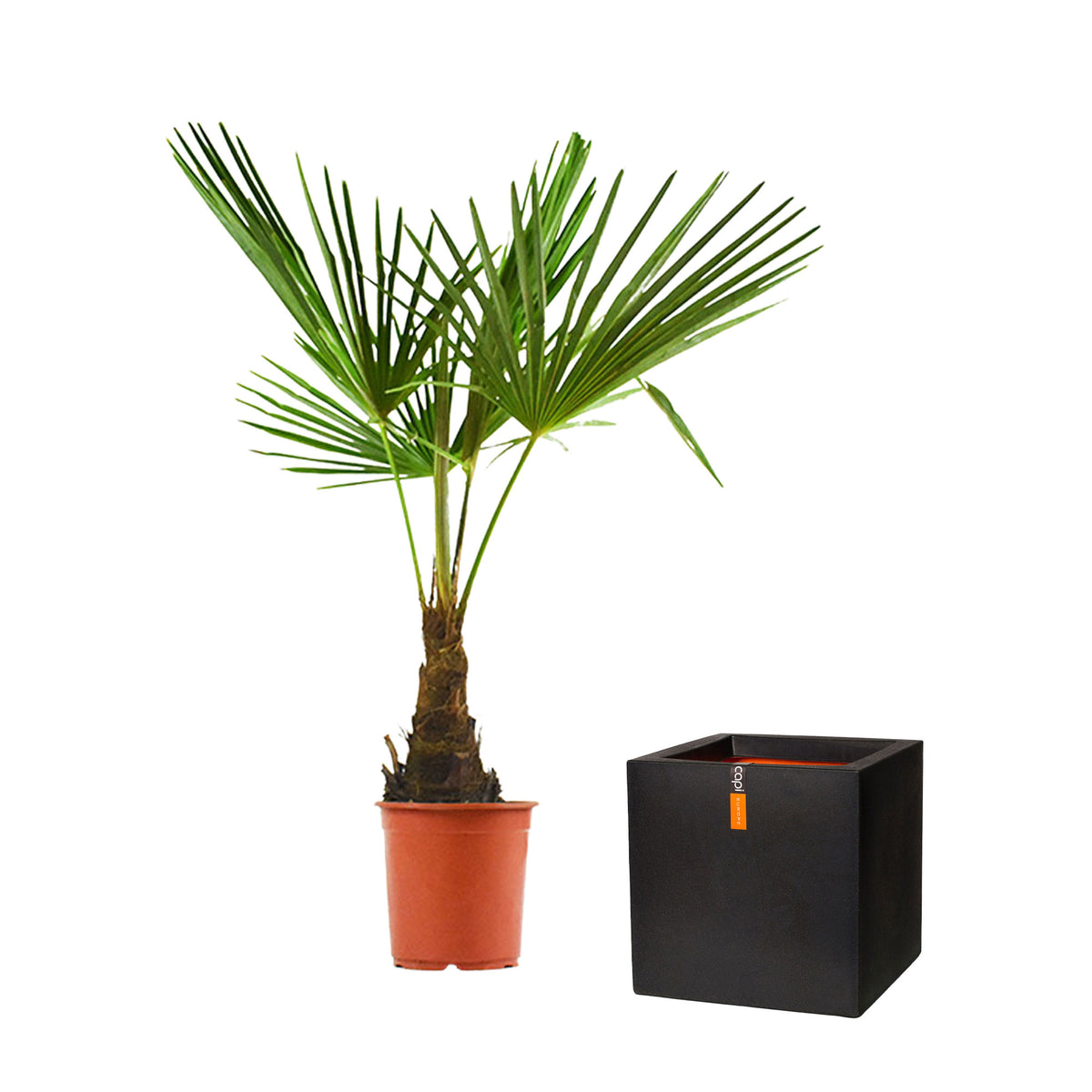 Chinese Windmill Palm Trachycarpus fortunei including decorative black pot