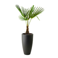 Chinese Windmill Palm Trachycarpus fortunei including decorative anthracite pot